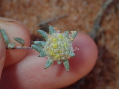 Gnaphalieae