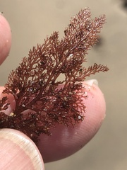 Microcladia coulteri