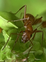 Formica pallidefulva