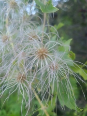 Clematis ligusticifolia