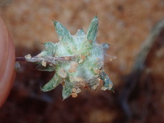 Gnaphalieae