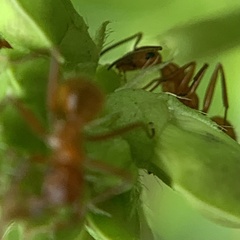 Formica pallidefulva