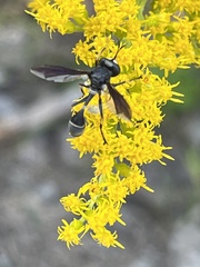 Physocephala tibialis
