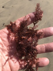 Microcladia coulteri