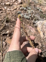 Castilleja cinerea