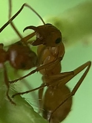 Formica pallidefulva