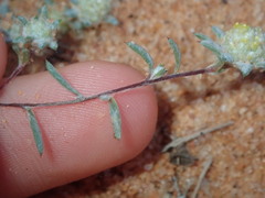 Gnaphalieae