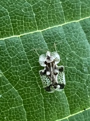 Corythucha juglandis