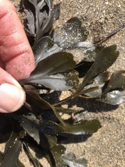 Fucus distichus