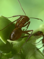 Formica pallidefulva