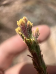 Castilleja cinerea