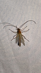 Ophioninae