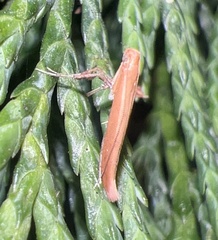 Caloptilia