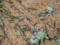 Gnaphalieae