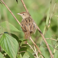 Cincloramphus timoriensis