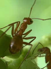 Formica pallidefulva