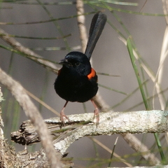 Malurus melanocephalus