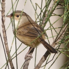Malurus melanocephalus