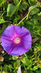 Ipomoea decasperma