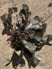 Fucus distichus