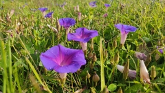 Ipomoea decasperma