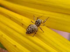 Pelegrina galathea