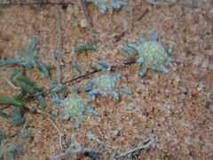 Gnaphalieae