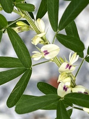Lespedeza cuneata