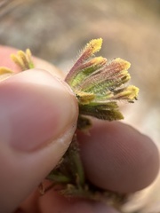 Castilleja cinerea