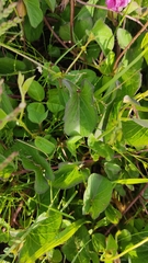 Ipomoea decasperma