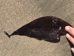 Chondracanthus exasperatus