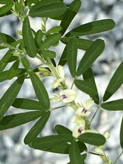 Lespedeza cuneata