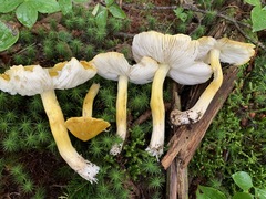 Tricholoma subluteum