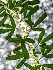 Lespedeza cuneata