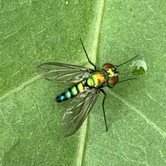 Condylostylus longicornis