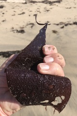 Chondracanthus exasperatus