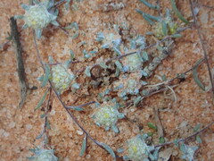 Gnaphalieae