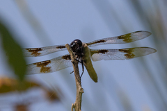 Libellula forensis