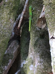 Phelsuma laticauda