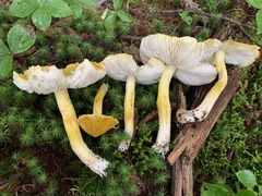 Tricholoma subluteum