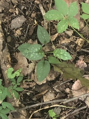 Pulmonaria officinalis