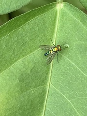 Condylostylus longicornis