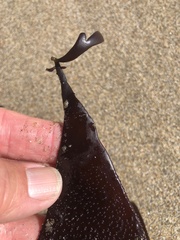 Chondracanthus exasperatus