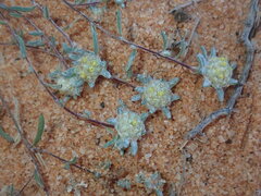 Gnaphalieae
