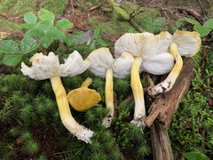Tricholoma subluteum
