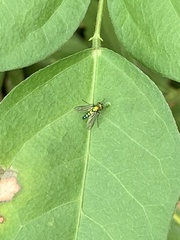 Condylostylus longicornis