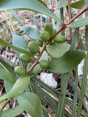 Persoonia confertiflora