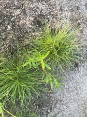 Fimbristylis vahlii