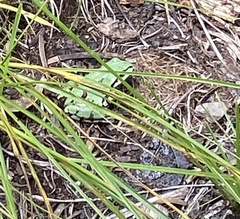 Hyla wrightorum