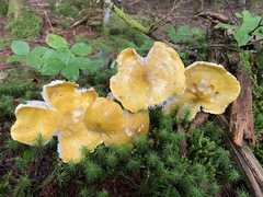 Tricholoma subluteum